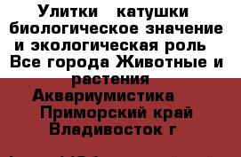 Улитки – катушки: биологическое значение и экологическая роль - Все города Животные и растения » Аквариумистика   . Приморский край,Владивосток г.